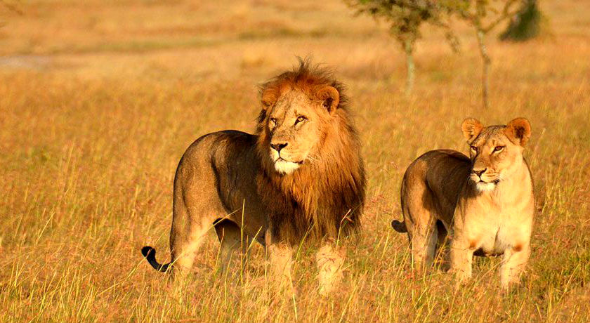 Gir National Park with Exotic Beaches of Diu 